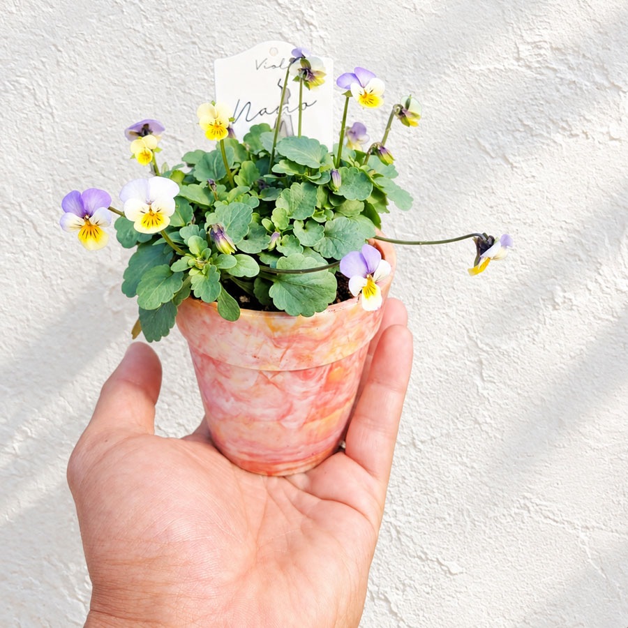 【予約受付】花苗 ナノビオラ（NANO VIOLA） / 2.5寸ロングポット【6株セット】【送料F】