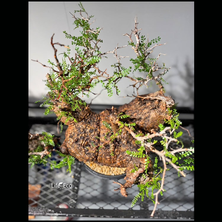 塊根植物【一点物】オペルクリカリア・パキプス / 幹幅約36cm×高さ約50cm【送料無料】