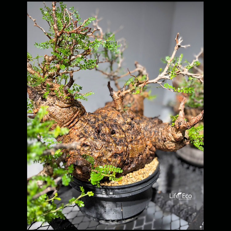塊根植物【一点物】オペルクリカリア・パキプス / 幹幅約36cm×高さ約50cm【送料無料】