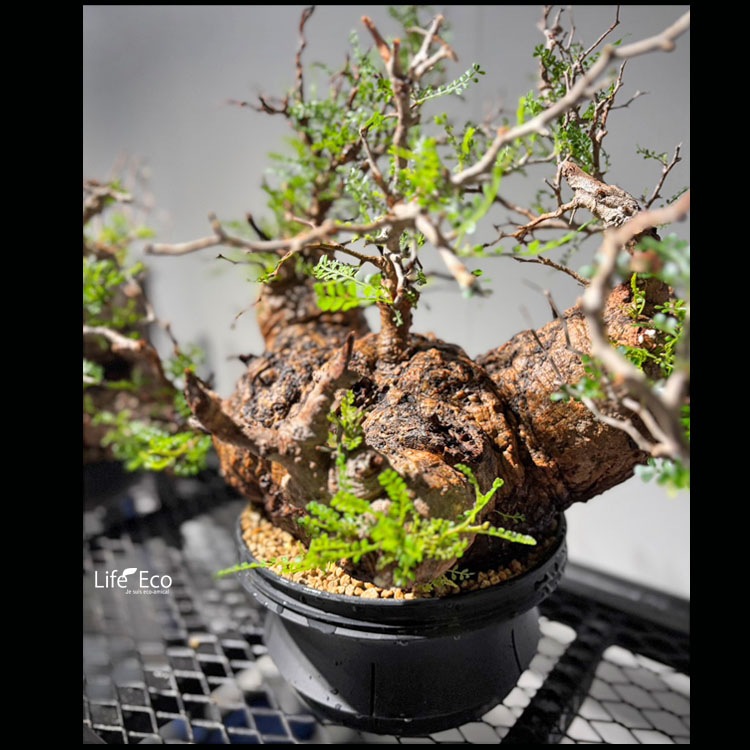 塊根植物【一点物】オペルクリカリア・パキプス / 幹幅約36cm×高さ約50cm【送料無料】