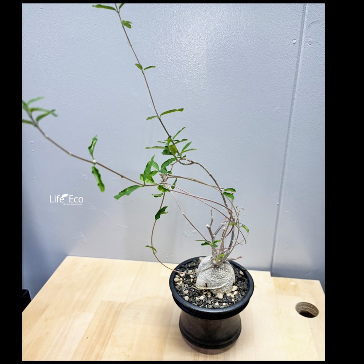 塊根植物【一点物】フォッケア・エデュリス（火星人） / 幹幅約6cm×高さ約37cm【送料無料】