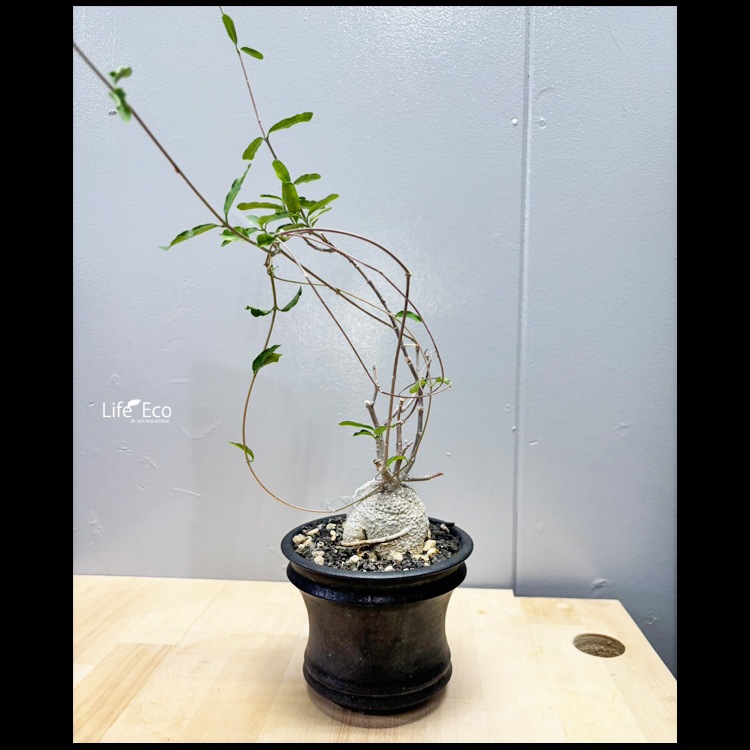 塊根植物【一点物】フォッケア・エデュリス（火星人） / 幹幅約6cm×高さ約37cm【送料無料】