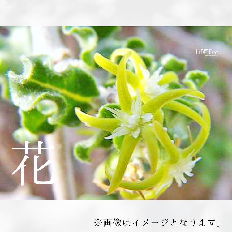 塊根植物【一点物】フォッケア・エデュリス（火星人） / 幹幅約6cm×高さ約37cm【送料無料】