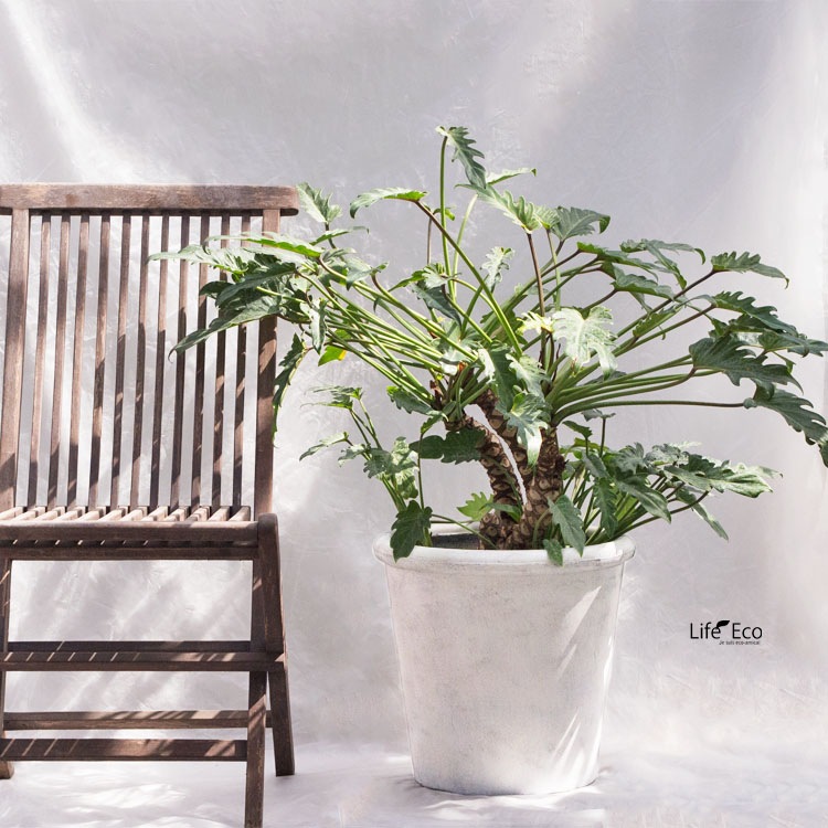 植木鉢 軽量大型 ファイバークレイ製 シンプルリム ラウンド ホワイト（白） / φ31cm×H30cm（10号）【送料E】