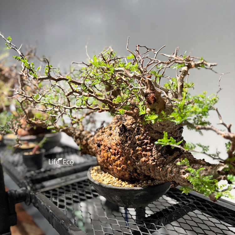 塊根植物【一点物】オペルクリカリア・パキプス / 幹幅約60cm×高さ約