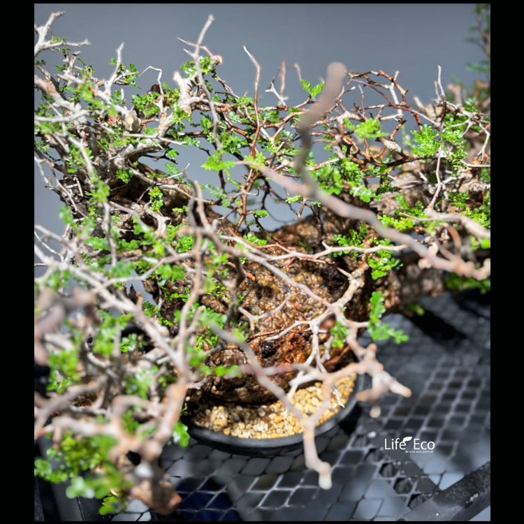 超希少　塊根植物 ねじれ幹　ユーカリ 塊根植物【一点物】オペルクリカリア・パキプス / 幹幅約60cm×高さ約