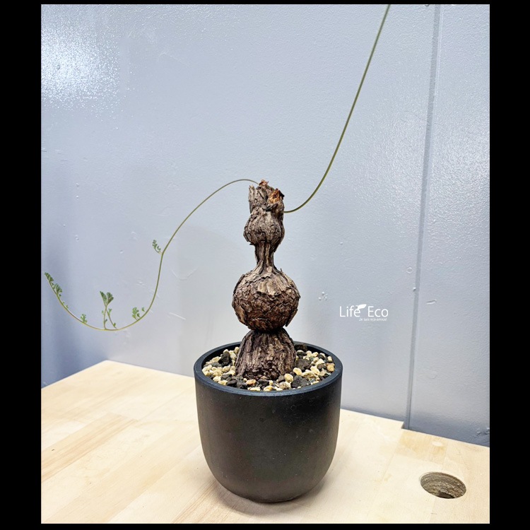 塊根植物【一点物】ペラゴニウム・トリステ / 幹幅約5cm×高さ約38cm【送料無料】