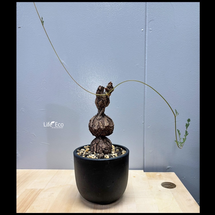 塊根植物【一点物】ペラゴニウム・トリステ / 幹幅約5cm×高さ約38cm【送料無料】