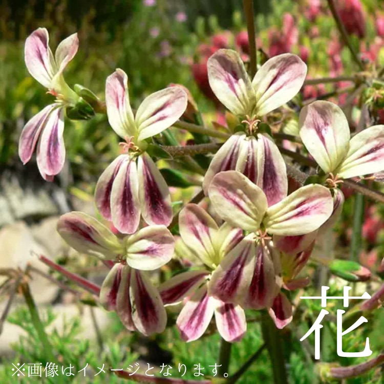 塊根植物【一点物】ペラゴニウム・トリステ / 幹幅約5cm×高さ約38cm【送料無料】