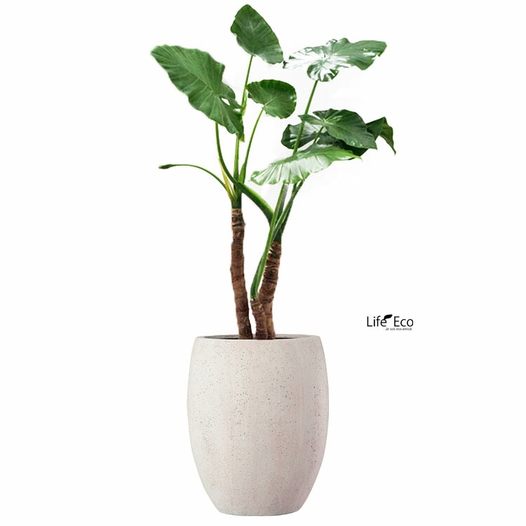 植木鉢 ファイバー製 おしゃれ 軽量 テラニアス 40cm ハイバルーン  アンティークホワイト（ライトグレー） 大型【送料F】