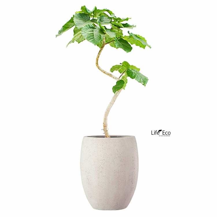 植木鉢 ファイバー製 おしゃれ 軽量 テラニアス 40cm ハイバルーン  アンティークホワイト（ライトグレー） 大型【送料F】