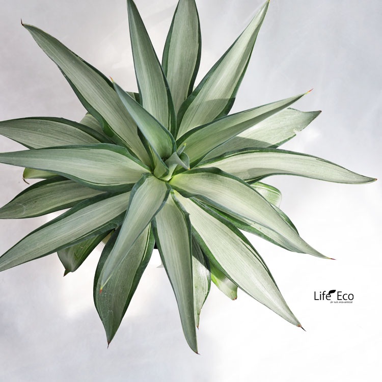 多肉植物 アガベ・デスメティアナ・クイックシルバー / 7寸・約W50cm×H45cm