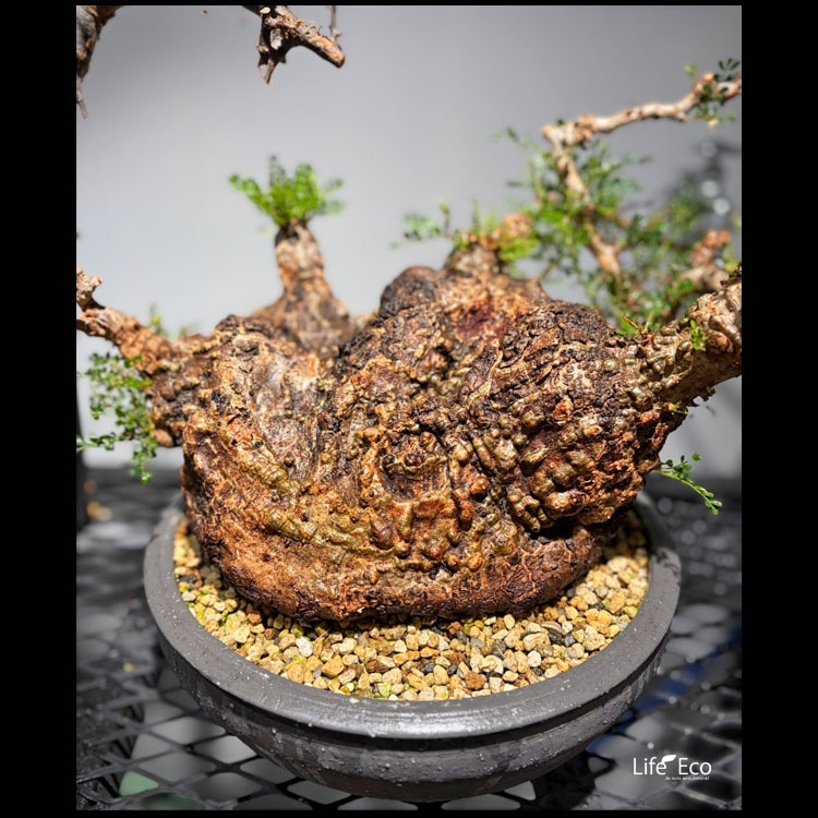 塊根植物【一点物】オペルクリカリア・パキプス / 幹幅約70cm×高さ約50cm【送料無料】