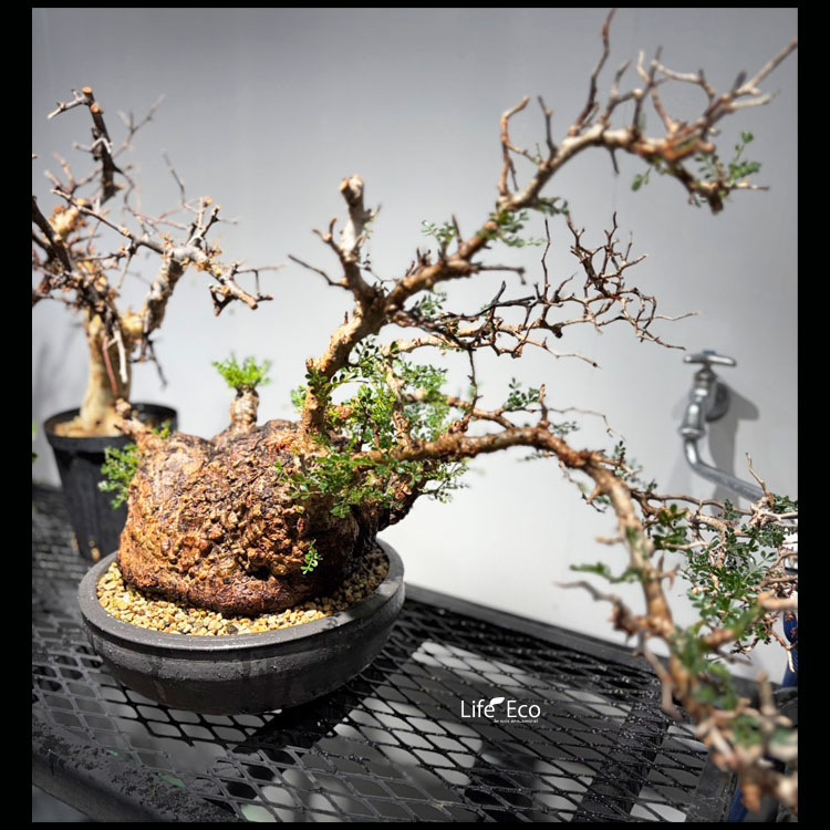 塊根植物【一点物】オペルクリカリア・パキプス / 幹幅約70cm×高さ約50cm【送料無料】