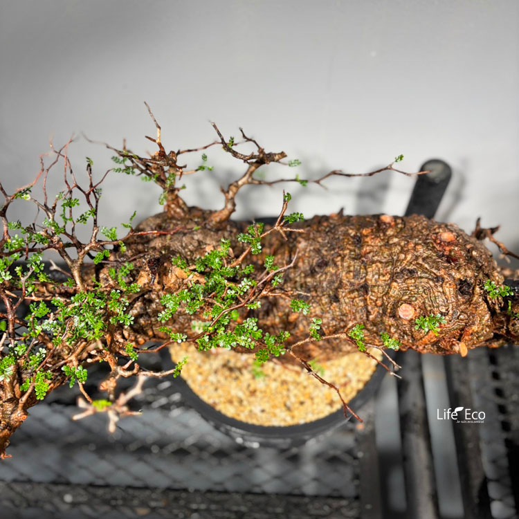 塊根植物【一点物】オペルクリカリア・パキプス / 幹幅約90cm×高さ約46cm【送料無料】