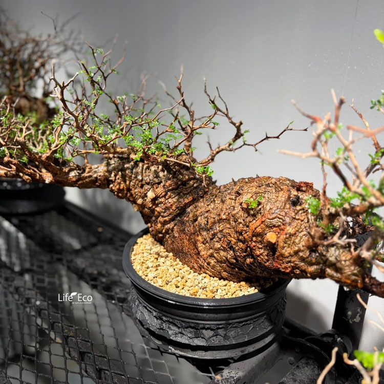 【出品～1/31(土)】アンティークワゴン 観葉植物 塊根植物 パキプス 植物棚 塊根植物【一点物】オペルクリカリア・パキプス / 幹幅約90cm×高さ約