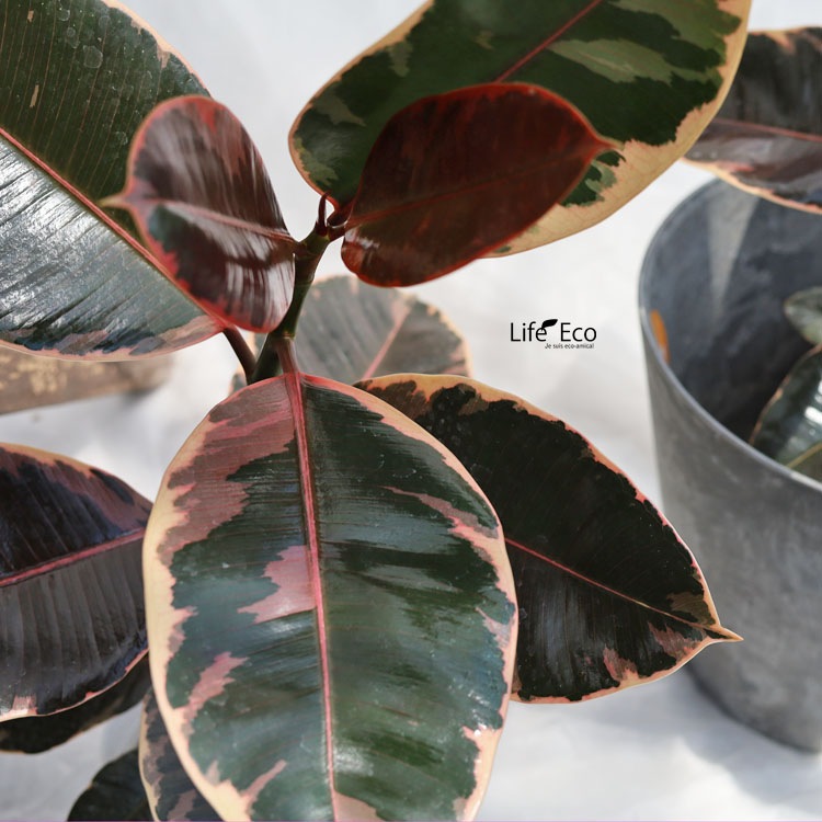 観葉植物【数量限定】フィカス・ルビー / 4寸・約W35cm×H60cm【送料E】