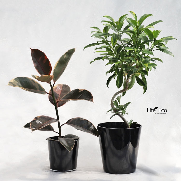 観葉植物【数量限定】フィカス・ルビー / 4寸・約W35cm×H60cm