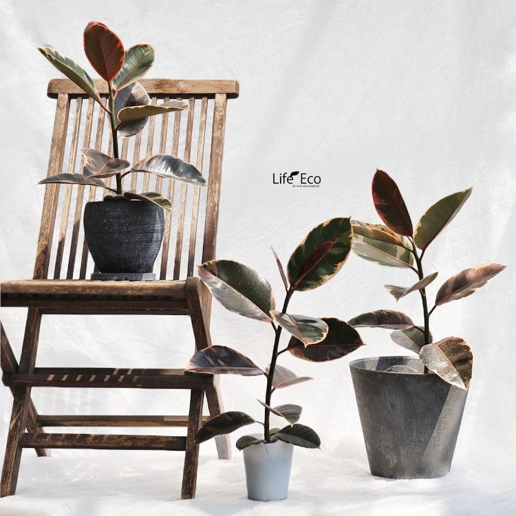 観葉植物【数量限定】フィカス・ルビー / 4寸・約W35cm×H60cm【送料E】