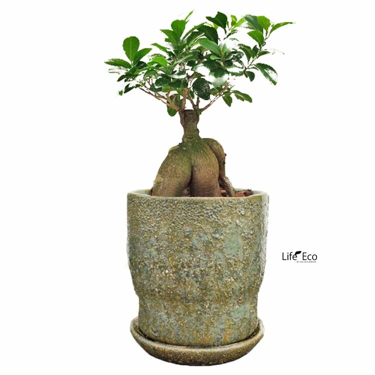 植木鉢 インテリアポット バルナ ラウンド グリーン（緑）/ φ10.5cm×H11cm（3.5号）【送料B】