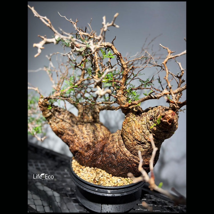 塊根植物【一点物】オペルクリカリア・パキプス / 幹幅約55cm×高さ約55cm【送料無料】