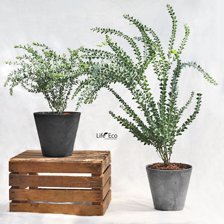 植木・庭木【数量限定】アカシア・サンカクバ（三角葉アカシア / ナイフリーフワトル）/ 8寸・約W50×H60cm【優良品】【送料F】