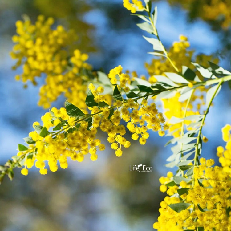 植木・庭木【数量限定】アカシア・サンカクバ（三角葉アカシア / ナイフリーフワトル）/ 8寸・約W50×H60cm【優良品】【送料F】