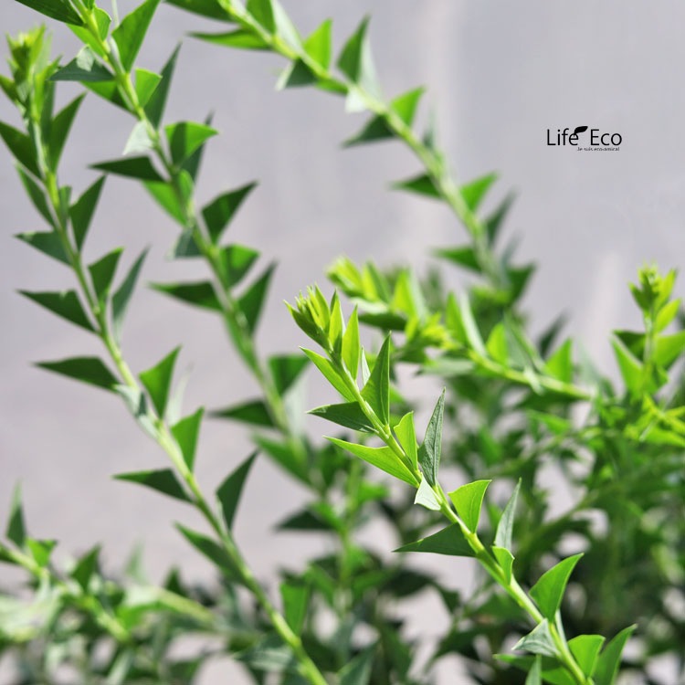 植木・庭木【数量限定】アカシア・サンカクバ（三角葉アカシア / ナイフリーフワトル）/ 8寸・約W50×H60cm【優良品】【送料F】