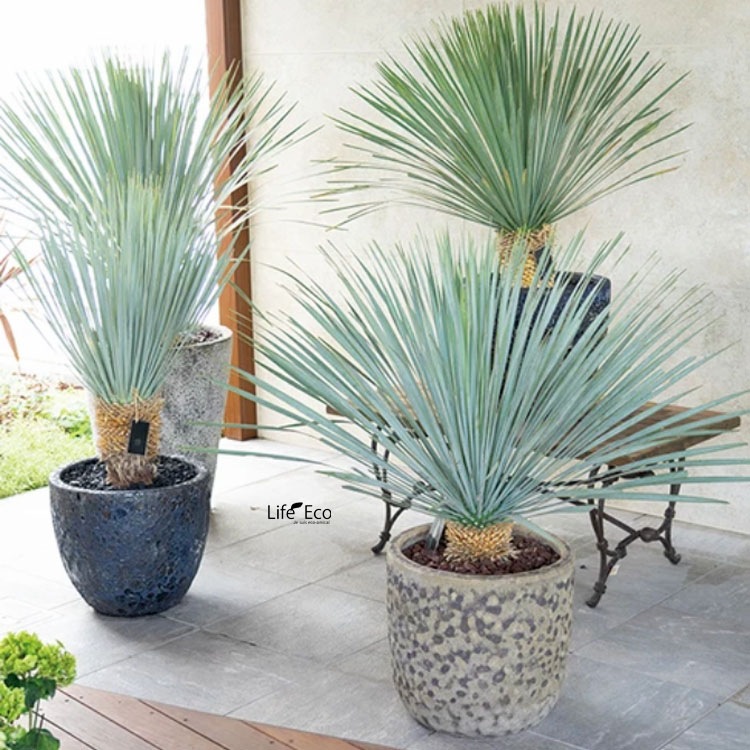 植木鉢 釉薬陶器製 大型 おしゃれ ボルカーノ ラウンド Fブラック（黒） φ33cm×H29cm（11号）【送料E】