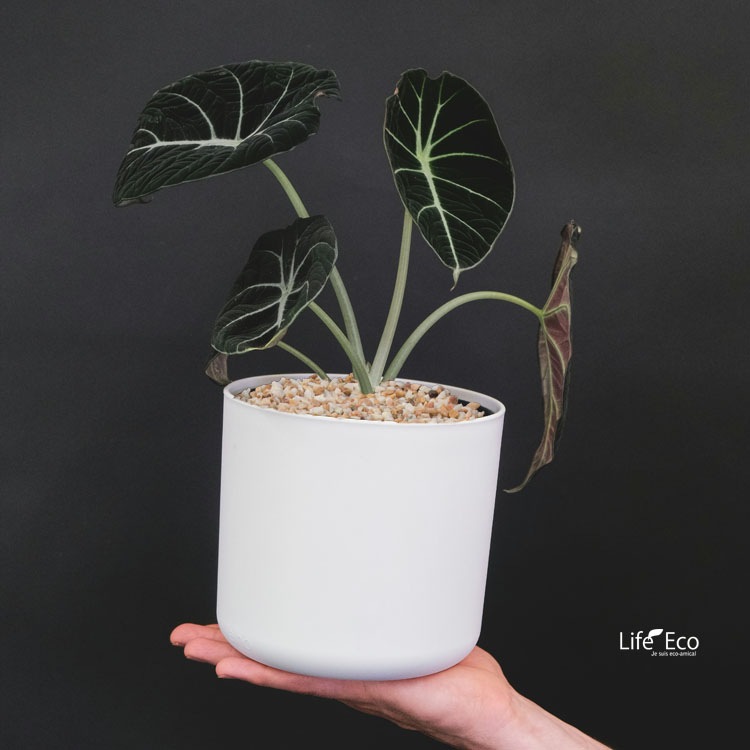 鉢土に載せるマルチングストーン（カラーストーン・化粧石）ベージュ斑 小粒 3～7mm  / 観葉植物、鉢花、鉢植え庭木の乾燥・害虫防止【送料無料】