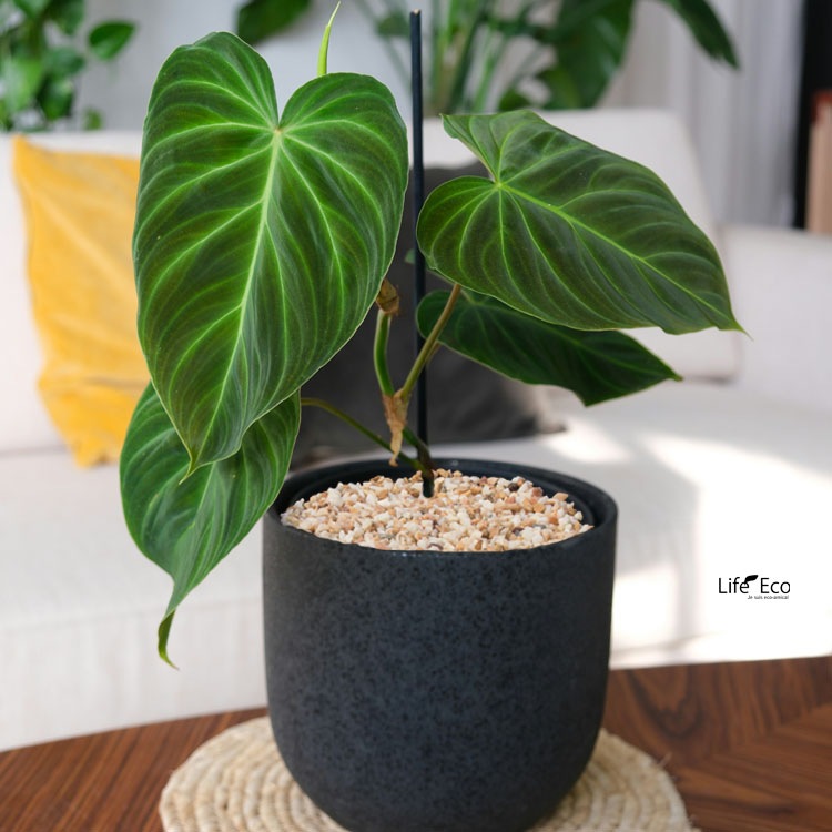 鉢土に載せるマルチングストーン（カラーストーン・化粧石）ベージュ斑 小粒 3～7mm  / 観葉植物、鉢花、鉢植え庭木の乾燥・害虫防止【送料無料】