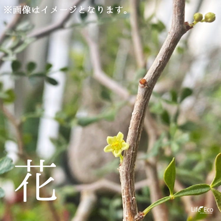 塊根植物【一点物】オペルクリカリア・パキプス / 幹幅約55cm×高さ約