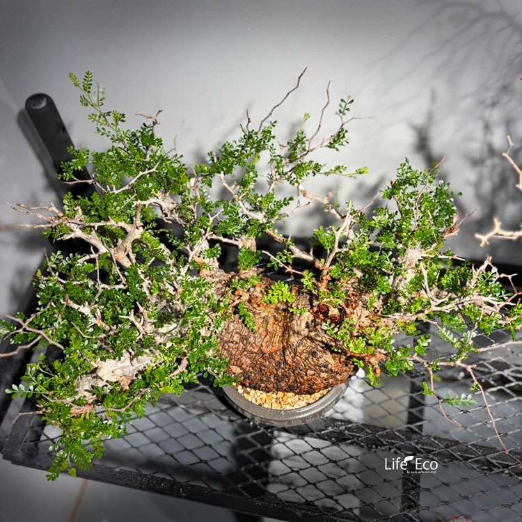 塊根植物【一点物】オペルクリカリア・パキプス / 幹幅約55cm×高さ約
