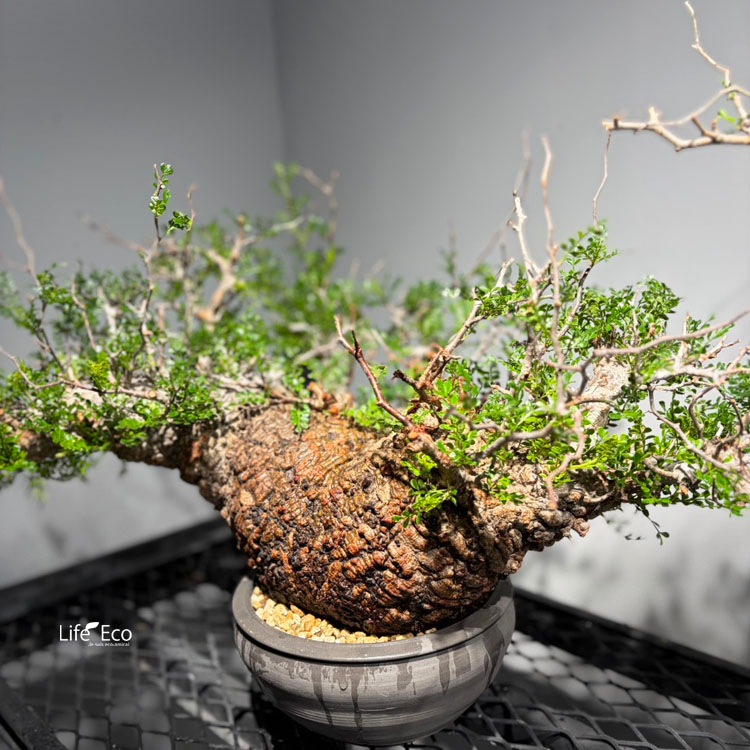 塊根植物【一点物】オペルクリカリア・パキプス / 幹幅約55cm×高さ約40cm【送料無料】