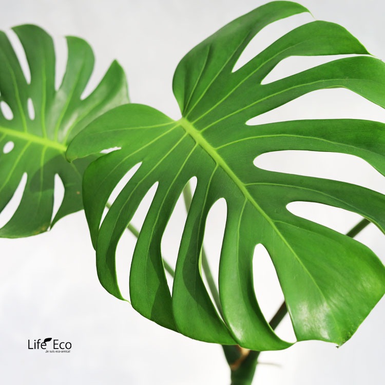 観葉植物 モンステラ（根上がり仕立て） / 7寸・約W 80cm×H90cm