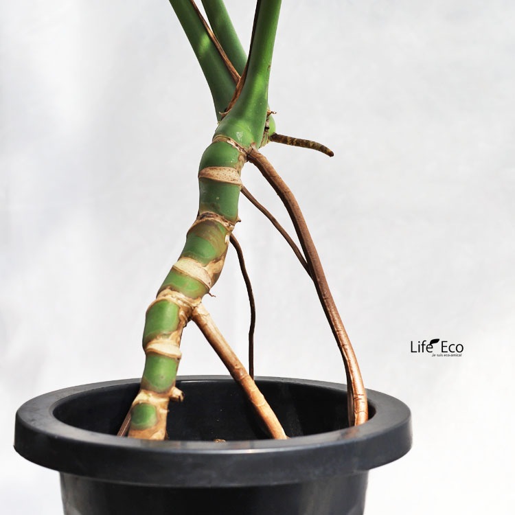 観葉植物 モンステラ（根上がり仕立て） / 7寸・約W 80cm×H90cm