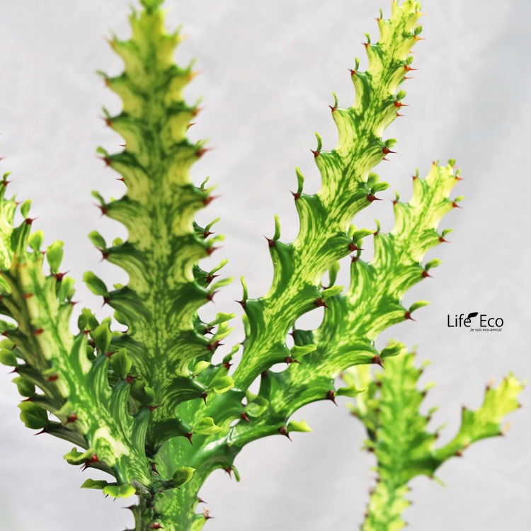 希少種【多肉植物】ユーフォルビア・イエローゴースト（4号深型スリット鉢付き） 多肉植物【一点物】大型 ユーフォルビア・ラクテア・イエローゴースト