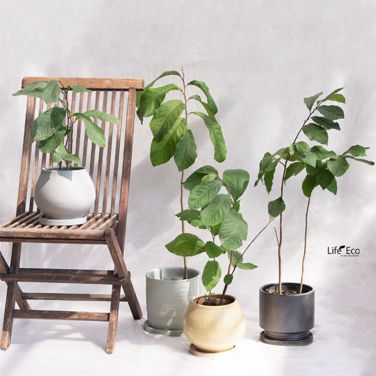 庭木・植木 ポポー（ポーポー） 4年生苗【実生】 2本立 / 5寸・約H40～60cm【3株セット】【送料E】