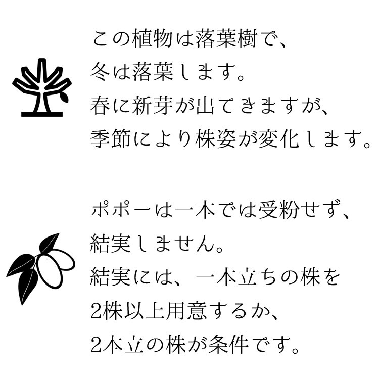 庭木・植木 ポポー（ポーポー） 4年生苗【実生】 2本立 / 5寸・約H40～60cm【3株セット】【送料E】