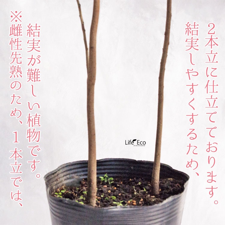 庭木・植木 ポポー（ポーポー） 5年生苗【実生】 2本立 / 5寸・約H60～80cm【送料E】