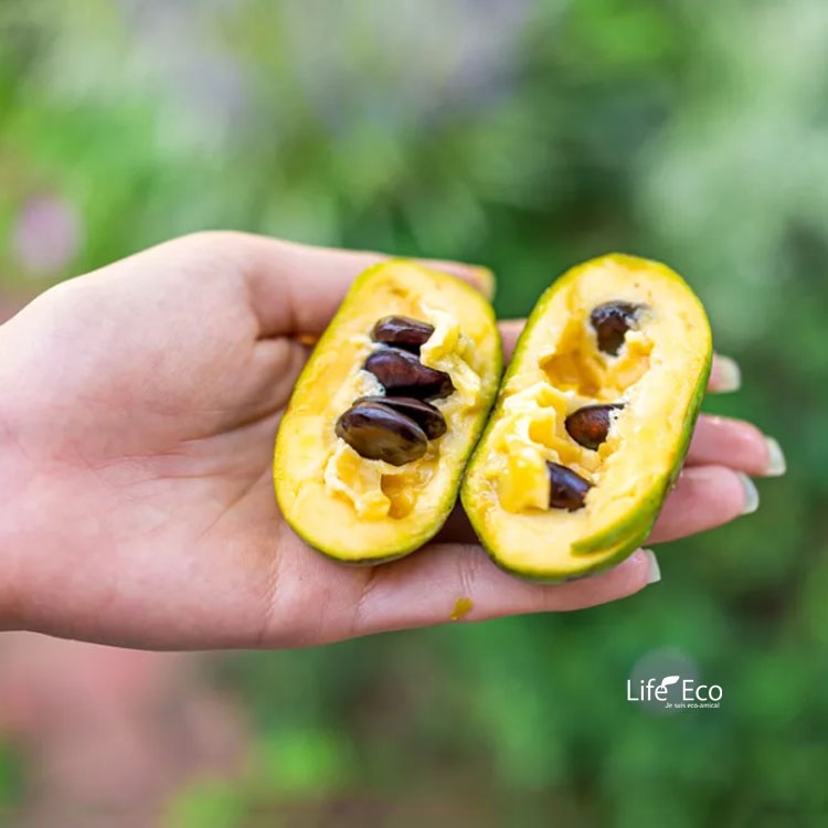 庭木・植木 ポポー（ポーポー） 1年生苗【実生】3本立 / 4寸・約H20cm【送料B】