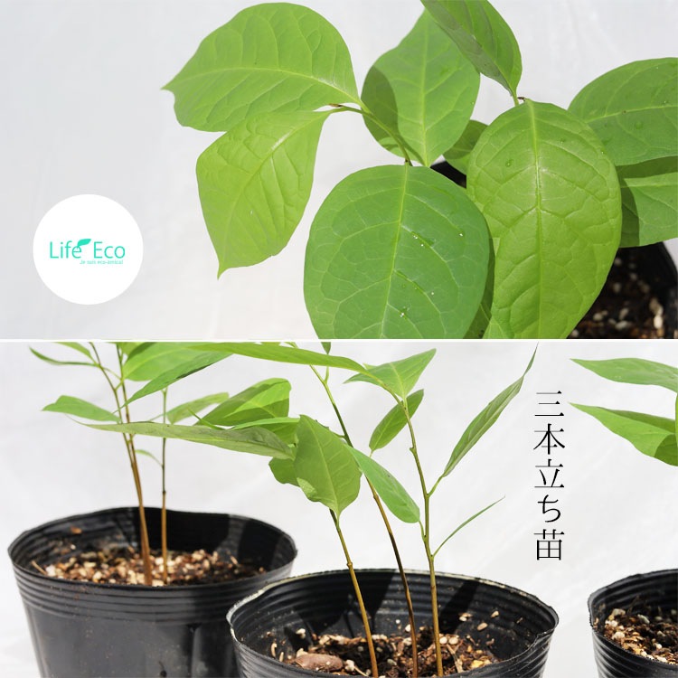 庭木・植木 ポポー（ポーポー） 1年生苗【実生】3本立 / 4寸・約H20cm【送料B】