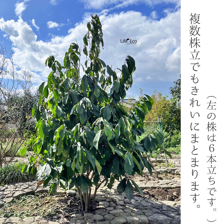 庭木・植木 ポポー（ポーポー） 5年生苗【実生】 2本立 / 5寸・約H60～80cm【3株セット】【送料E】