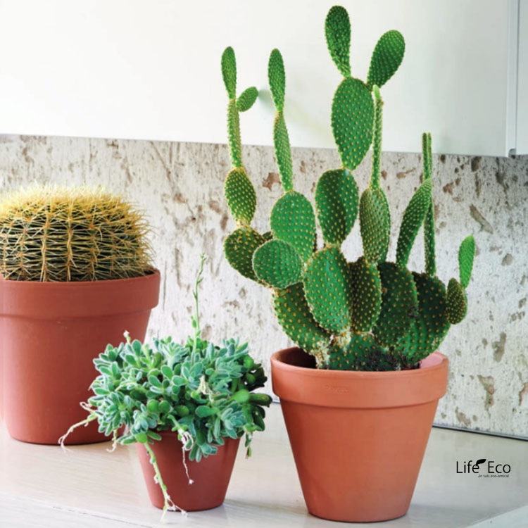 植木鉢 イタリア製 素焼き テラコッタ鉢 スタンダードポット 15cm（5号）【16個入】【送料E】