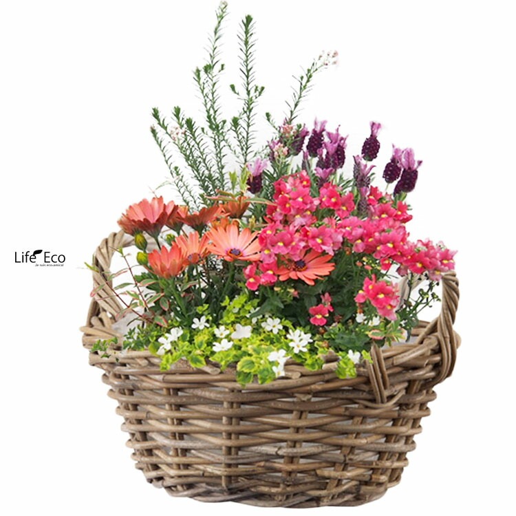 植木鉢カバー【直植可能】籐カゴ ラタンバスケット モンデリック ローハンドル φ26cm×H12cm（9号）【送料D】