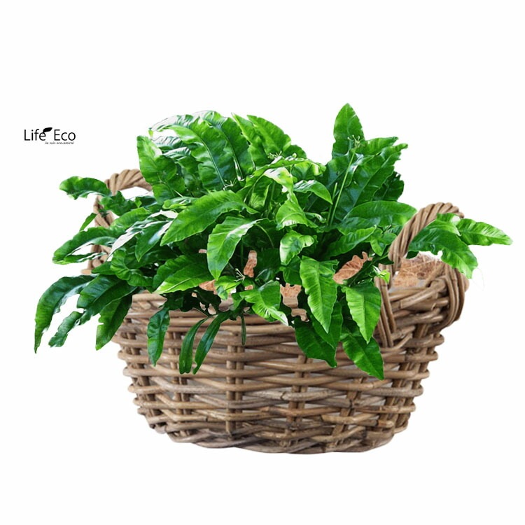 植木鉢カバー【直植可能】籐カゴ ラタンバスケット モンデリック ローハンドル φ26cm×H12cm（9号）【送料D】