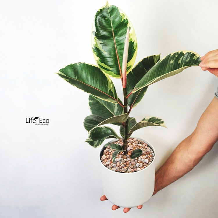 鉢土に載せるマルチングストーン（カラーストーン・化粧石）ピンクベージュ 5～20mm / 観葉植物、鉢花、鉢植え庭木の乾燥・害虫防止【送料無料】