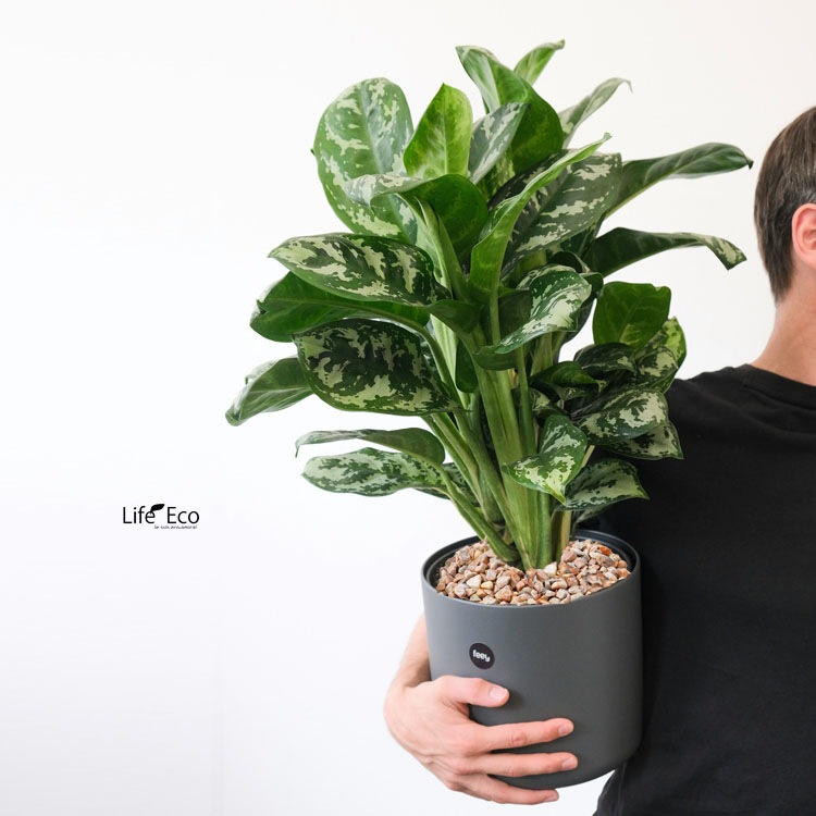 鉢土に載せるマルチングストーン（カラーストーン・化粧石）ピンクベージュ 5～20mm / 観葉植物、鉢花、鉢植え庭木の乾燥・害虫防止【送料無料】