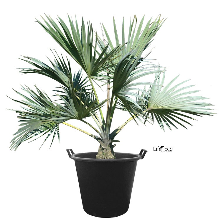 植木鉢 軽量 ナーセリーポット ハンドル付（育苗、栽培、インナーポット用） ブラック（黒） / φ80cm×H51cm（27号）【送料J】