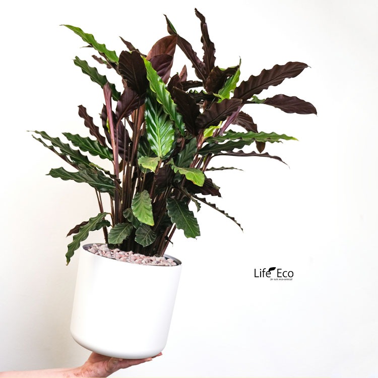 鉢土に載せるマルチングストーン（カラーストーン・化粧石）ピンク（桃